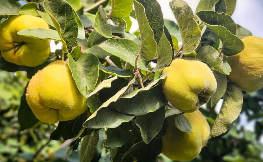 cognassier cydonia oblonga